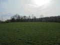 Green meadow with bare trees in the background. Panorama of lowland nature. Spring day scene with cold sun