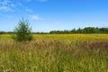 A green meadow blooming with yellow flowers, a young tree in the foreground and a beautiful blue sky with white clouds. Royalty Free Stock Photo