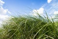 Green meadow. Blue sky with clouds.