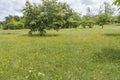 Green meadow and blue sky Royalty Free Stock Photo