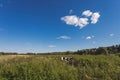 Green meadow, blue sky and one cow Royalty Free Stock Photo