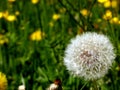 Green meadow with blurred yellow flowers and single dandelion in focus