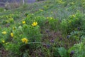 A green meadow with bright and juicy yellow flowers. Spring morning in the forest Royalty Free Stock Photo