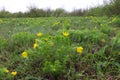 A green meadow with bright and juicy yellow flowers. Spring morning in the forest Royalty Free Stock Photo