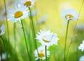 green meadow with camomiles. white butterfly on delicate flowers.