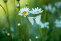 Green meadow with camomiles. white butterfly on delicate flowers.