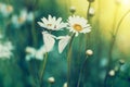 Green meadow with camomiles. white butterfly on delicate flowers.