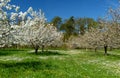 Green meadow with cherry trees in white blossom against a blue sky