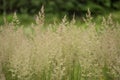 Green meadow closeup. Wild grasses photo background