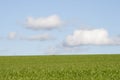 Green meadow with copy space, blue sky with soft white clouds Royalty Free Stock Photo