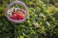 Green meadow with daisy flowers in bloom and a pink basket full of colourful flowers springtime landscape Royalty Free Stock Photo