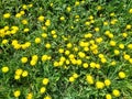 Green meadow with dandelion flowers. Dandelions in the field. Floral background for postcard Royalty Free Stock Photo