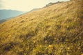 Green meadow with field flowers. Nature landscape with high attitude grass. Beautiful scenery in Carpathian Mountains Royalty Free Stock Photo