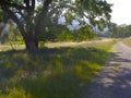 Green meadow with  flowers blooming Royalty Free Stock Photo