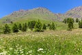 Green meadow with flowers and mountains on background in Italy. Royalty Free Stock Photo