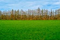 Green meadow in the foreground and fir trees in the background against the sky Royalty Free Stock Photo