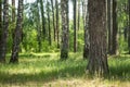 Green meadow in the forest. Sunlight through the trees. Royalty Free Stock Photo