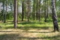 Green meadow in the forest. Sunlight through the trees. Royalty Free Stock Photo