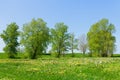 Green meadow full of yellow and white daffodils, couple of trees and blue sky in background