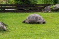 Giant tortoise eating grass in a meadow