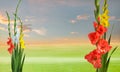 Green meadow with gladiola flowers Royalty Free Stock Photo