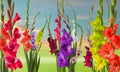 Green meadow with gladiola flowers Royalty Free Stock Photo