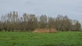 Green meadow with reed and bare willow trees in the flemish countryside