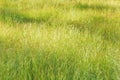 Green meadow grass field softly morning light