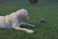 Labrador looks at a little hedgehog on the grass.