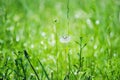 Green meadow grass, natural summer background. Selective focus Royalty Free Stock Photo