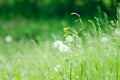 Green meadow grass, natural summer background. Selective focus Royalty Free Stock Photo