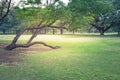 Green meadow grass surrounded with trees at public park. Royalty Free Stock Photo