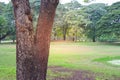 Green meadow grass surrounded with trees at public park. Royalty Free Stock Photo