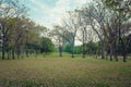 Green meadow grass surrounded with trees at public park. Royalty Free Stock Photo