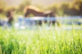 Green meadow and Grasses with morning dew at foreground and horses in stable as background with gold sunlight Royalty Free Stock Photo