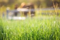 Green meadow and Grasses with morning dew at foreground and horses in stable as background with gold sunlight Royalty Free Stock Photo