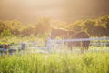 Green meadow and Grasses with morning dew at foreground and horses in stable as background Royalty Free Stock Photo