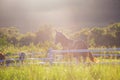 Green meadow and Grasses with morning dew at foreground and horses in stable as background with gold sunlight Royalty Free Stock Photo