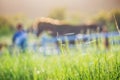 Green meadow and Grasses with morning dew at foreground and horses in stable as background with gold sunlight Royalty Free Stock Photo