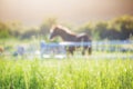 Green meadow and Grasses with morning dew at foreground and horses in stable as background with gold sunlight Royalty Free Stock Photo