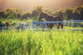 Green meadow and Grasses with morning dew at foreground and horses in stable as background with gold sunlight Royalty Free Stock Photo