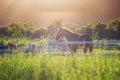 Green meadow and Grasses with morning dew at foreground and horses in stable as background with gold sunlight Royalty Free Stock Photo