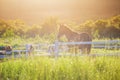 Green meadow and Grasses with morning dew at foreground and horses in stable as background with gold sunlight Royalty Free Stock Photo