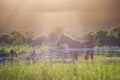 Green meadow and Grasses with morning dew at foreground and horses in stable as background with gold sunlight Royalty Free Stock Photo