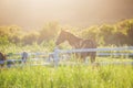 Green meadow and Grasses with morning dew at foreground and horses in stable as background with gold sunlight Royalty Free Stock Photo