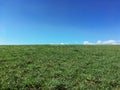 Green meadow hill with blue sky and copy space