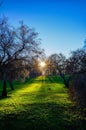 Green meadow illuminated by the bright sunshine in the background. Royalty Free Stock Photo