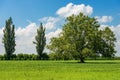 Green Meadow and a Large Oak Tree in Padan Plain - Lombardy Italy Royalty Free Stock Photo
