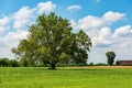 Green Meadow and a Large Tree in Padan Plain or Po valley - Lombardy Italy Royalty Free Stock Photo