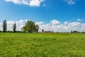 Green Meadow and a Large Tree in Padan Plain or Po valley - Lombardy Italy Royalty Free Stock Photo